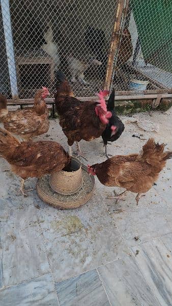 Black Silkie / Silky / Brahma Heavy/ White sultan 5