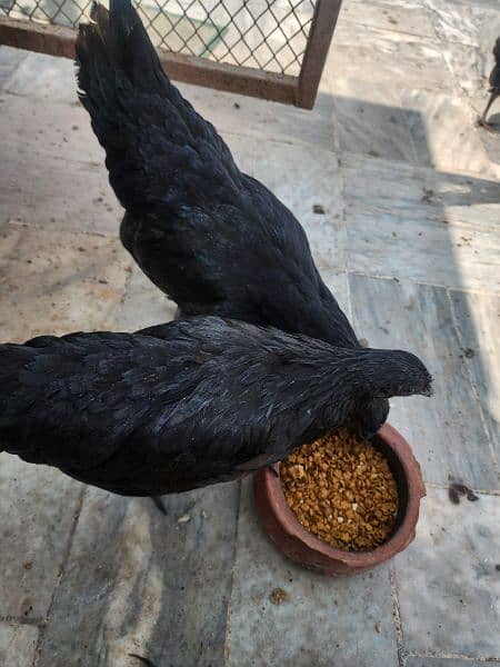 Black Silkie / Silky / Brahma Heavy/ White sultan 6