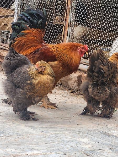 Black Silkie / Silky / Brahma Heavy/ White sultan 7