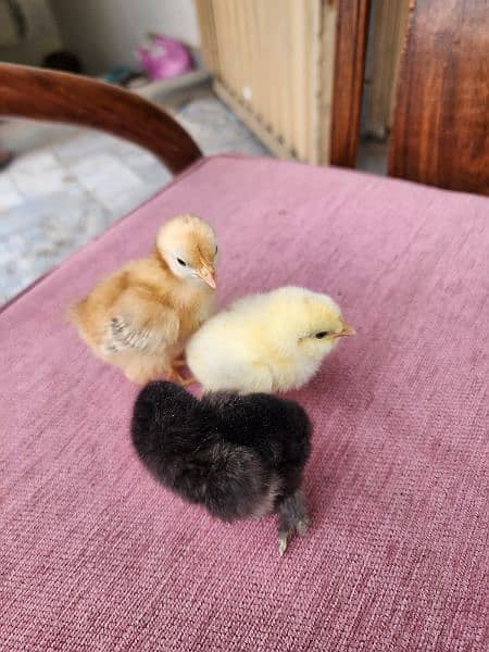 Black Silkie / Silky / Brahma Heavy/ White sultan 8