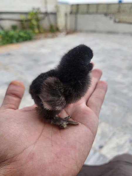 Black Silkie / Silky / Brahma Heavy/ White sultan 9