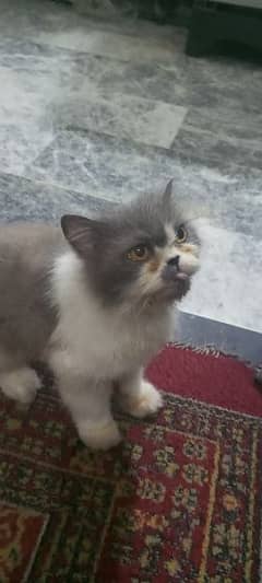 Persian female calico cat for sale 03338414246