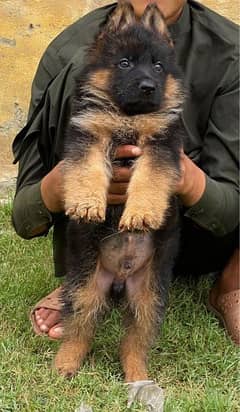 German Shepherd puppi