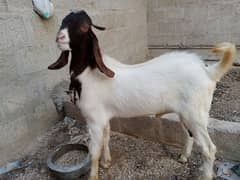 bakra