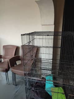 parrot cage 4 stage. with lovebird pair