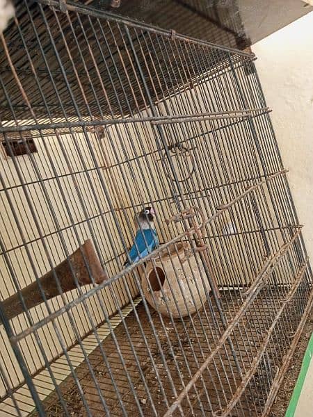 parrot cage 4 stage 0.3. 1.3. 4239856 2