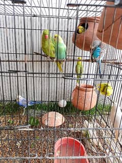 Breader Australian parrot 3 pairs