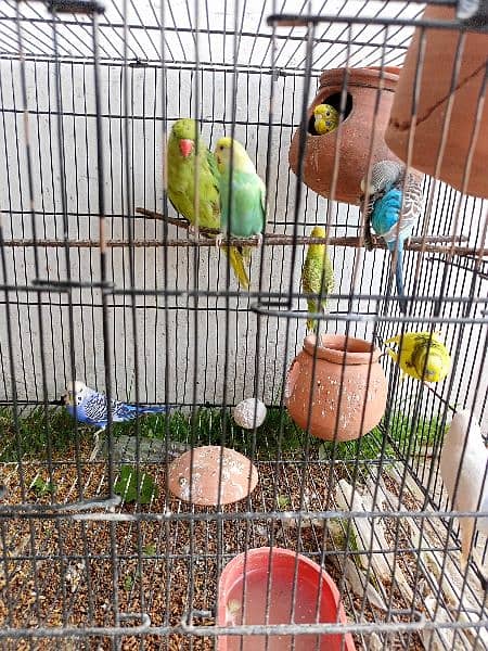 Breader Australian parrot 3 pairs 0