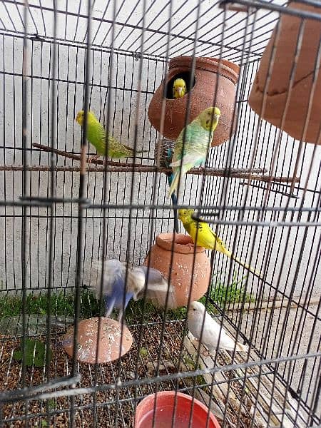 Breader Australian parrot 3 pairs 1