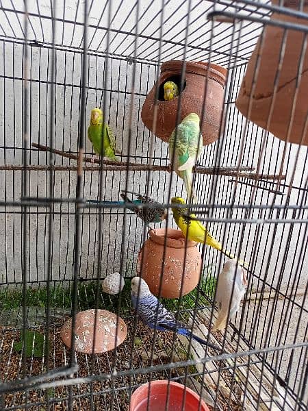 Breader Australian parrot 3 pairs 2