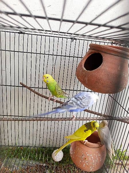 Breader Australian parrot 3 pairs 3