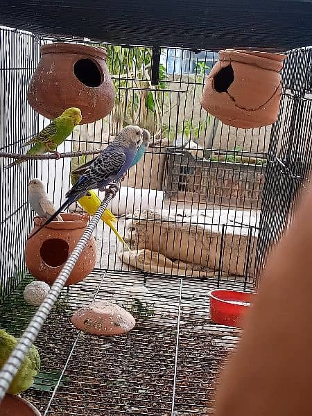 Breader Australian parrot 3 pairs 5