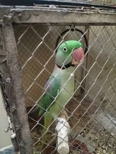 Raaw parrot talking for sale