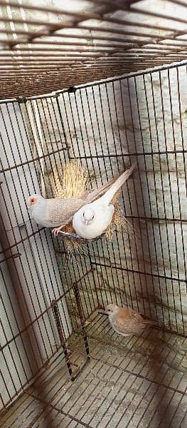 china red Dove pair 2