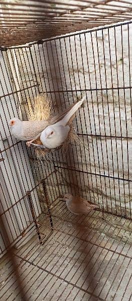 china red Dove pair 3