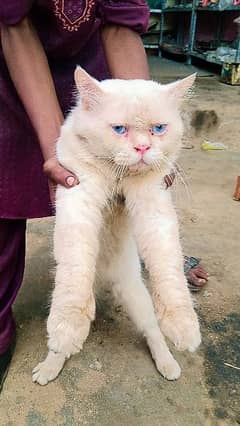 blue eyes Persian