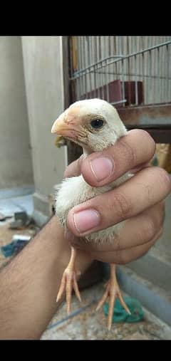 Indian parrot beak chicks Available urgent sale need cash 0