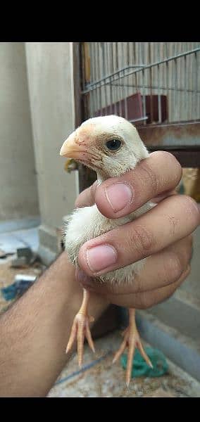 Indian parrot beak chicks Available urgent sale need cash 0