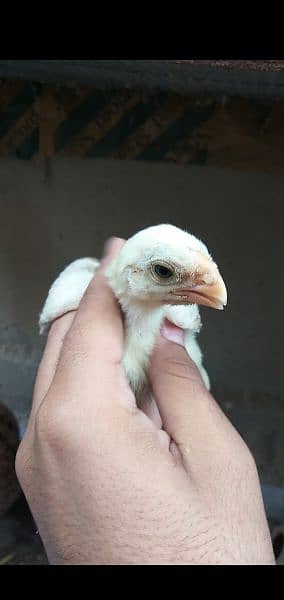 Indian parrot beak chicks Available urgent sale need cash 2