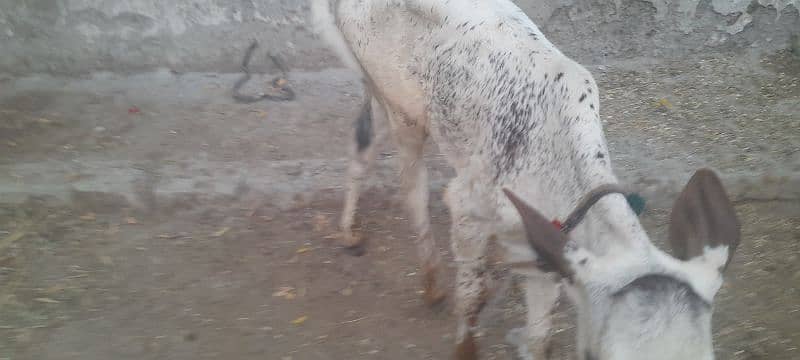 cholastani cross cow 6