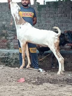 4dant breader bakra  urgent for sale no olx SMS call and whattsapp