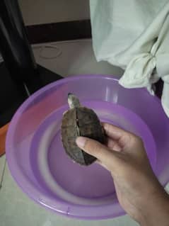 Turtle