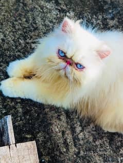 Flame point blue eyes piki male for sale