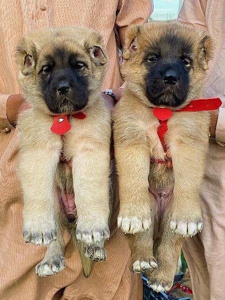 king Turkish kangal pair show quality havey bone structure for sale 0