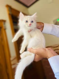 persian cat avalibal 45days blue eye