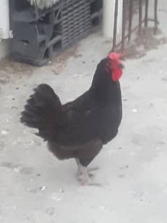 Asterlop Hen for sale 0