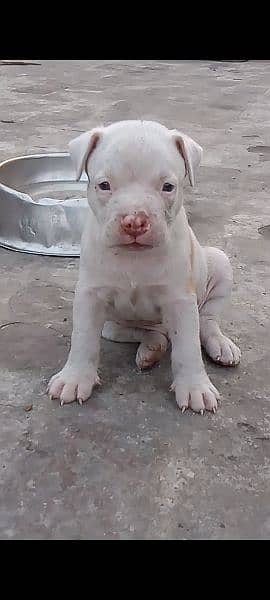 American bully puppies 6