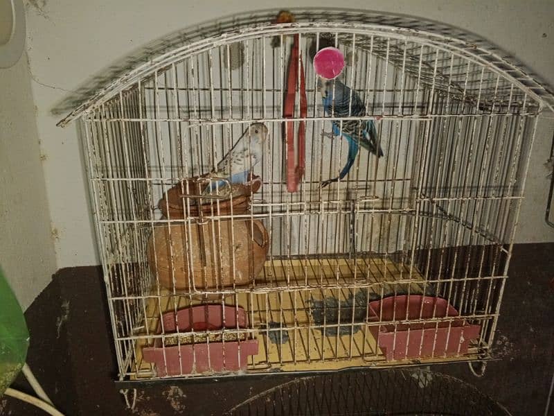 parrot for sale 1