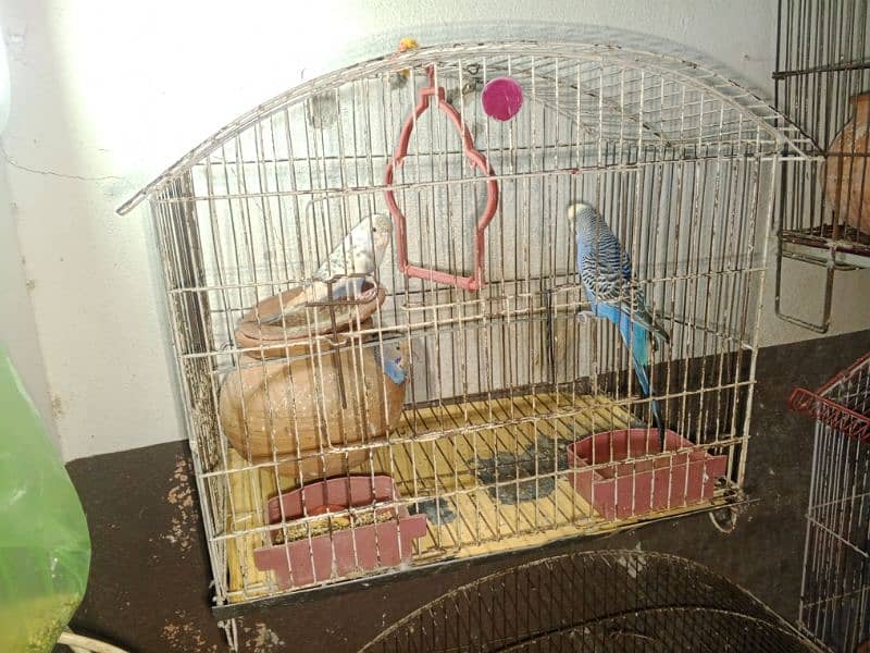 parrot for sale 4