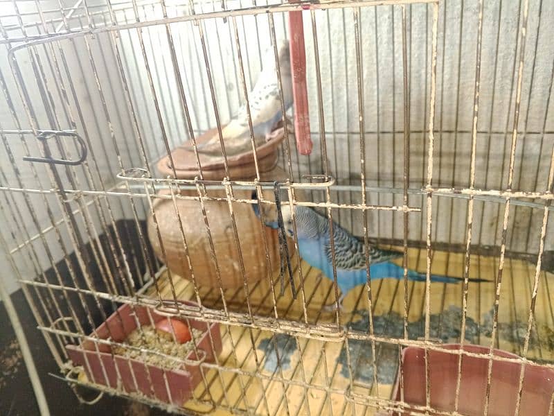 parrot for sale 5