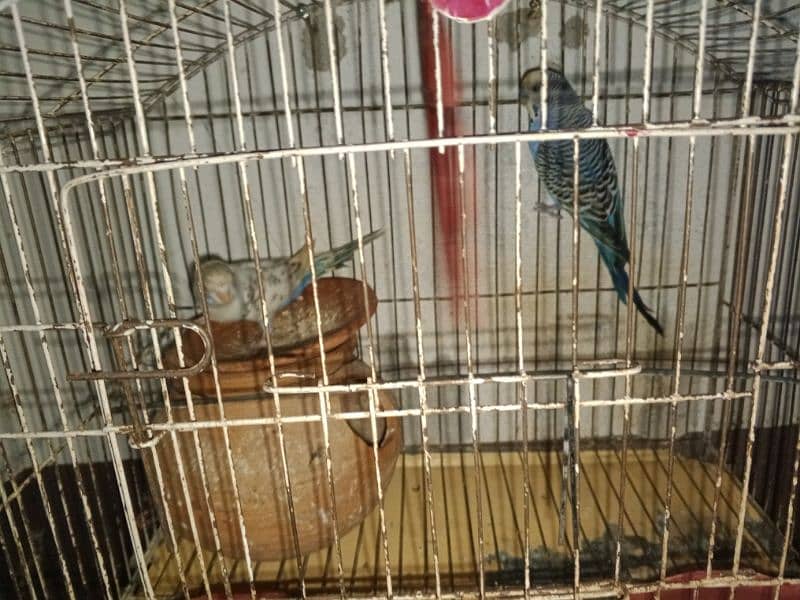 parrot for sale 6