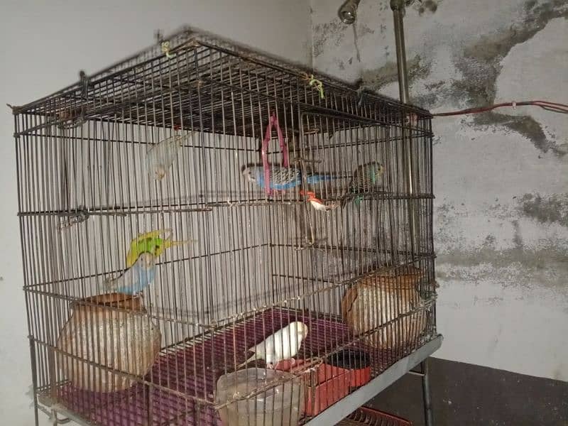 parrot for sale 8