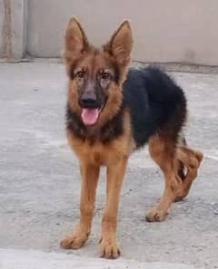 German Shepherd Long Coat/ Long Hair Female