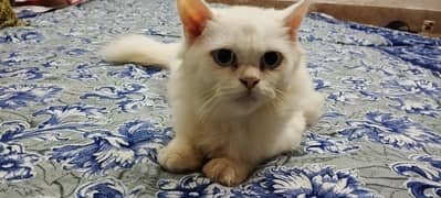 Persian Cat