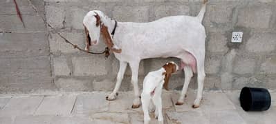 doodh waligulabi mundi female with 1 female kid