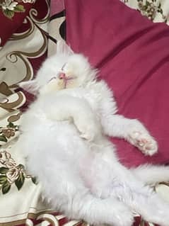 Persian  Kittens For sale