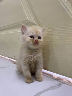 lite peach Male persian cat