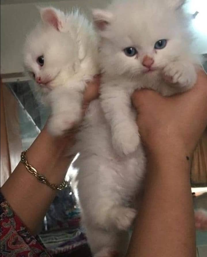 Persian cat kittens 4