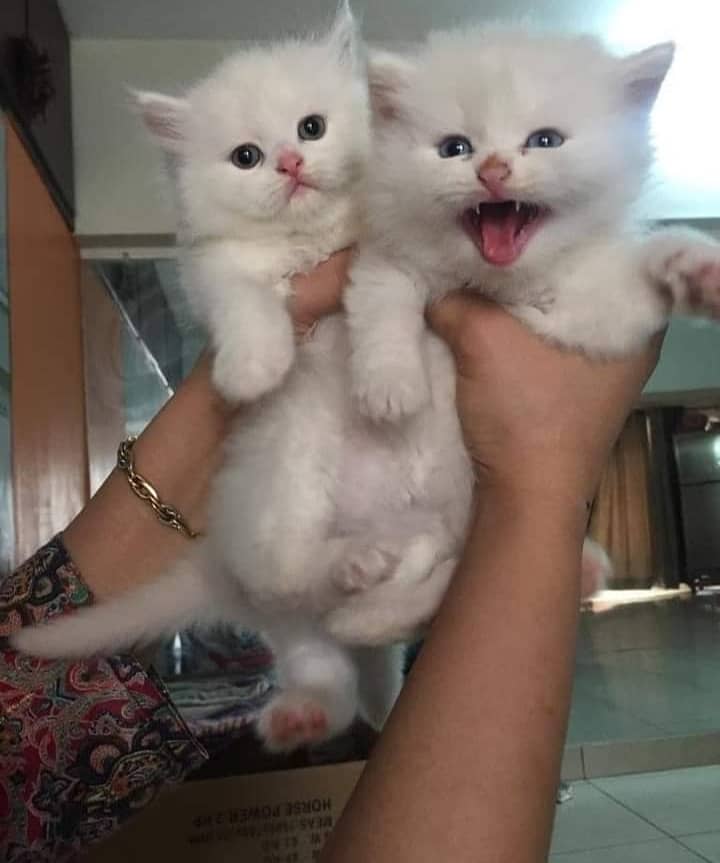 Persian cat kittens 5