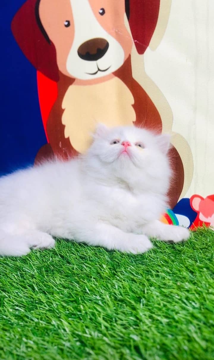 Persian cat kittens 8