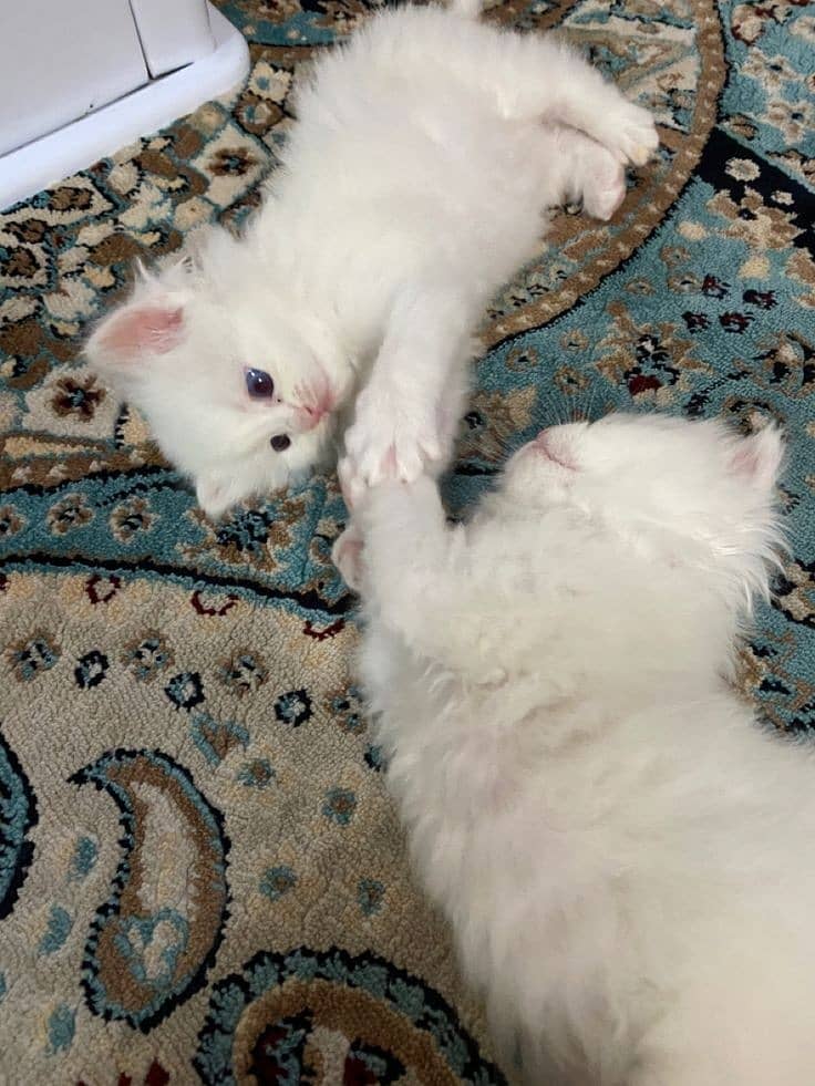 Persian cat kittens 14