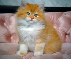 Persian kitten/punch face/triple coat/ Persian cat