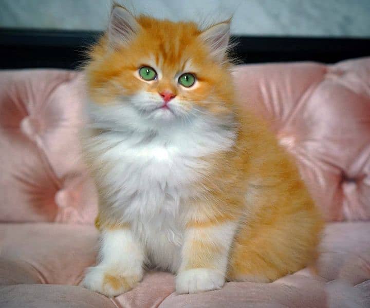 high quality kitten|Punch face Kittens|persian cat|cute|tripple|fluffy 9