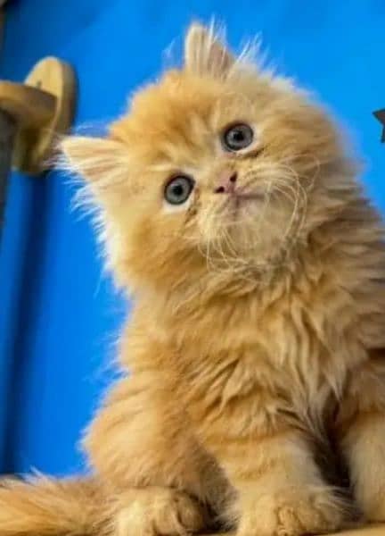 high quality kitten|Punch face Kittens|persian cat|cute|tripple|fluffy 1