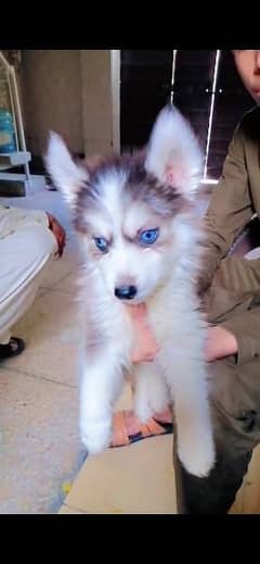 siberian husky puppy