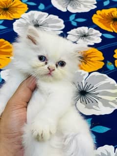 Persian Triple coated kitten Semi punch face Female & Male